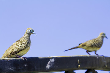 Pigeon on the bridge