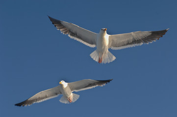 Fototapeta na wymiar Two seagulls flying behind boat