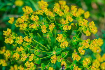 Yellow field flowers / Fly on yellow field flowers