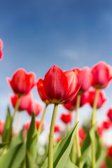 Fototapeta premium Red tulips against the blue sky in the nature
