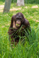 Orangutan eating cucumber