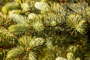young bright green needles on a spruce branch