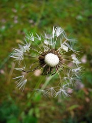 dandelion