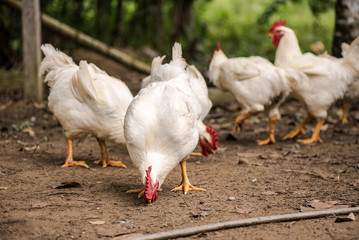 White chicken on a farm