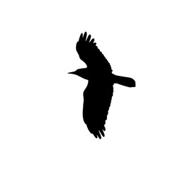 Fototapeta na wymiar silhouette of a black crow on a white background