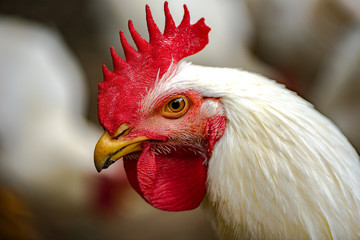 White chicken portrait on a farm © jpnoriegah