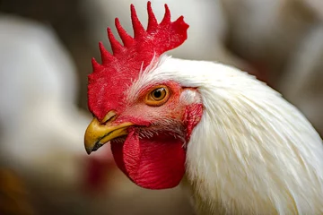 Foto op Plexiglas White chicken portrait on a farm © jpnoriegah