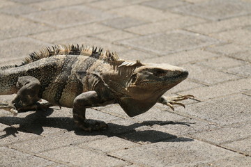 Iguana