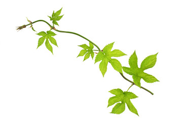 Naklejka premium Young branch of hop with leaves, isolated on white background. Top view.