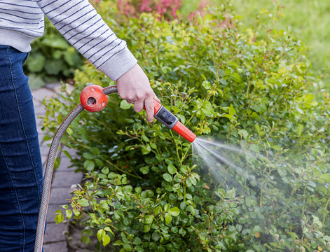 Bew&auml;ssern von Pflanzen im Garten
