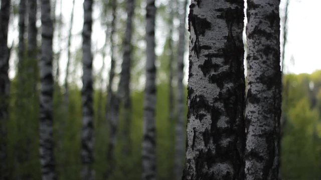 Trunk of a birch tree in a birch forest