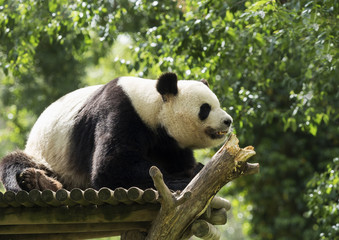 Fototapeta premium Panda Bear lying in profile