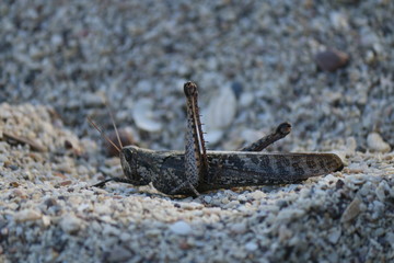 Grasshopper 