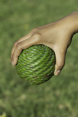 Green fruit, the fruit does not know anything.