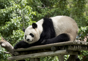 Panda bear resting on wood