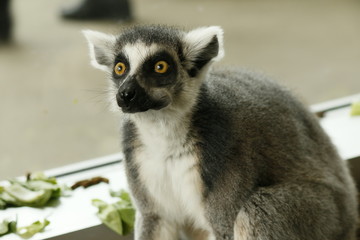 Lemur