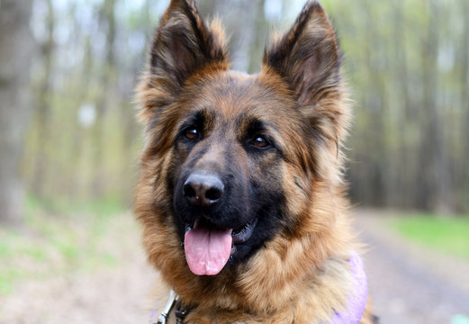 Portrait of Young Fluffy German Shepherd Dog in the Forest. Walks With a Pets Outdoor.
