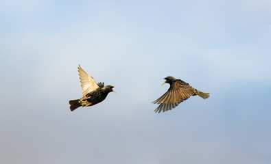 two starlings flying in the sky flapping the wings widely towards