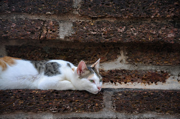Naklejka na ściany i meble Sleep cat in brick background