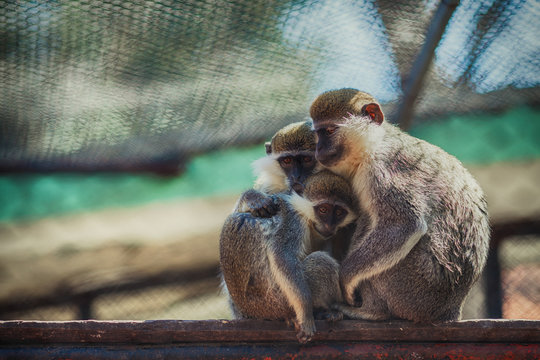 Cute Monkey Has Big Eyes Staring Straight Into The Camera Background, Monkey  Picture Meme, Monkey, Animal Background Image And Wallpaper for Free  Download