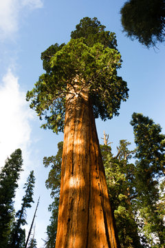 Giant Ancient Sequoia Tree Kings Canyon National Park © Christopher Boswell