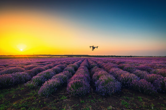 Flying drone and lavender field, sunset shot