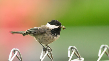 Black-capped Chickadee Bird Perched Fence Taking Food To Young