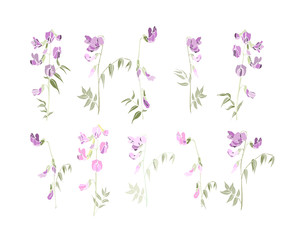 set of hand drawn blooming branch of pebble-vetch (Vicia Sativa), isolated in white