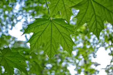 Background of maple leaves in a grove