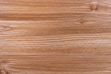 Fototapeta premium Close-up texture of a tree