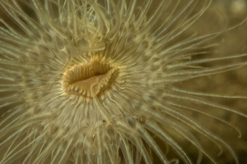 Fototapeta premium Anemone