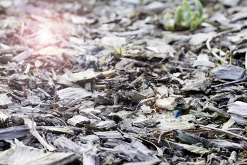 Wood chippings and coconut pieces background. Organic fertilizer