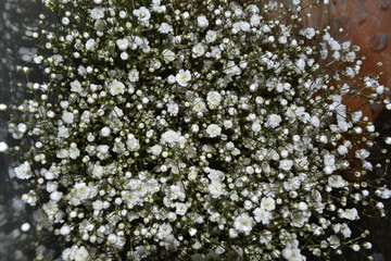 Beautiful little white flowers blooming useful for flower arrangements