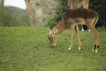 little impala