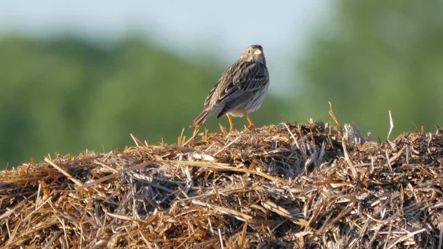Small birds on the meadow. Lark in its natural environment.
