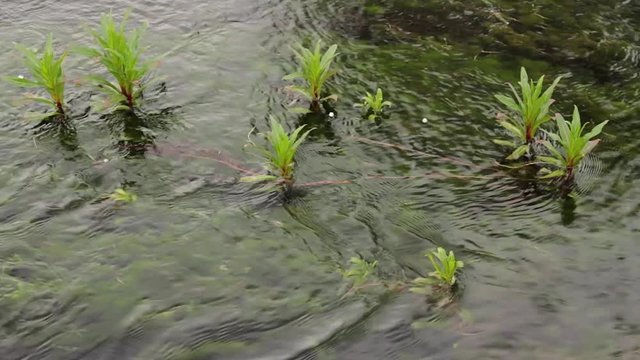 Plantas Acu&aacute;ticas en Rio
