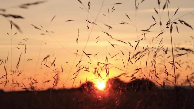 Puesta de sol o atardecer entre  hierbas gramineas moviendose o meciendose  con el aire