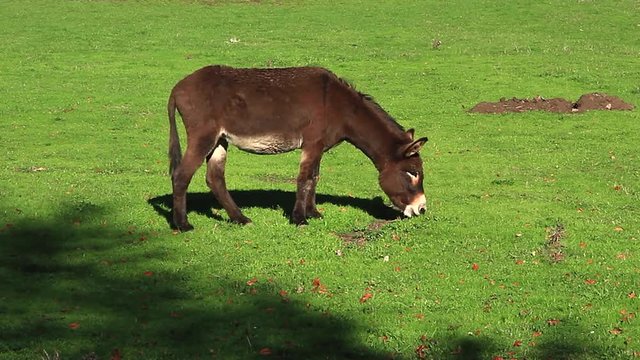 Asno o burro pastando en el campo con hierba verde
