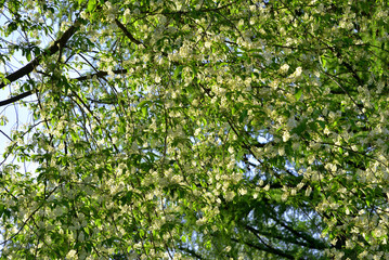 Fototapeta na wymiar Bird-cherry tree flowers background.