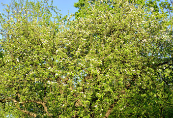 Fototapeta na wymiar Apple tree flowers background.
