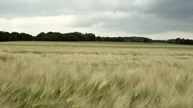 Getreide&auml;hren wiegen sich im Wind