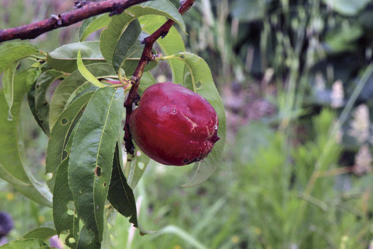 Nectarinas madurando, Sauceda, Hurdes, Espa&ntilde;a
