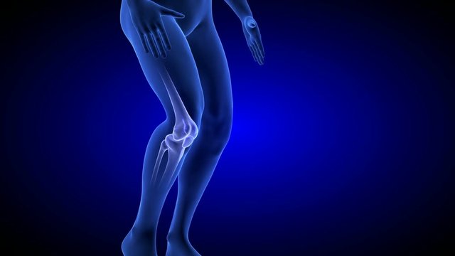Knee Pain animation. Blue Human Anatomy Body 3D Scan render