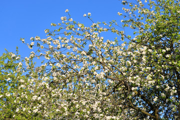 Apple tree flowers.