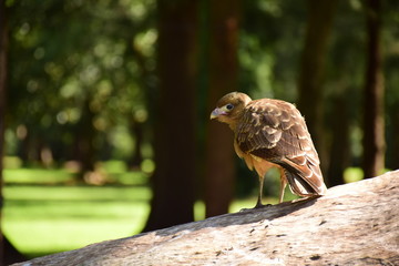  Little brown bird standing on the trunk of a tree, looking backwards with one eye