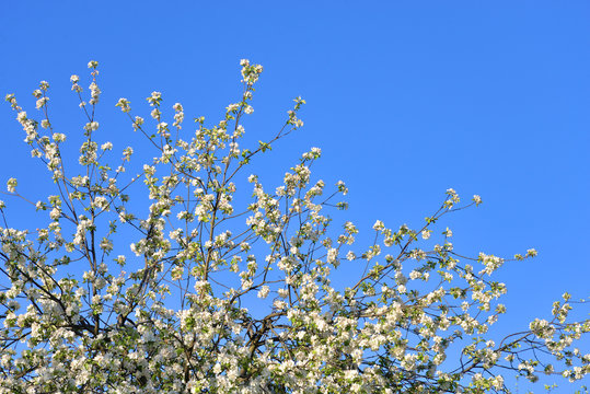 Apple tree flowers.