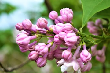 Lilac in Ontario