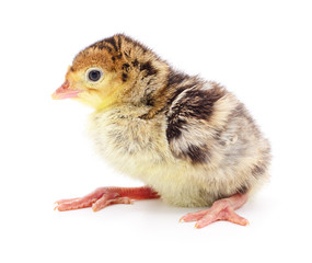 Chicken turkey isolated