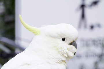 Parrot perched white rail steel.