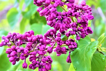 Fototapeta na wymiar Lilac in Ontario